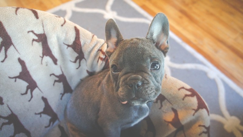 dog puppy pet and animal 4k