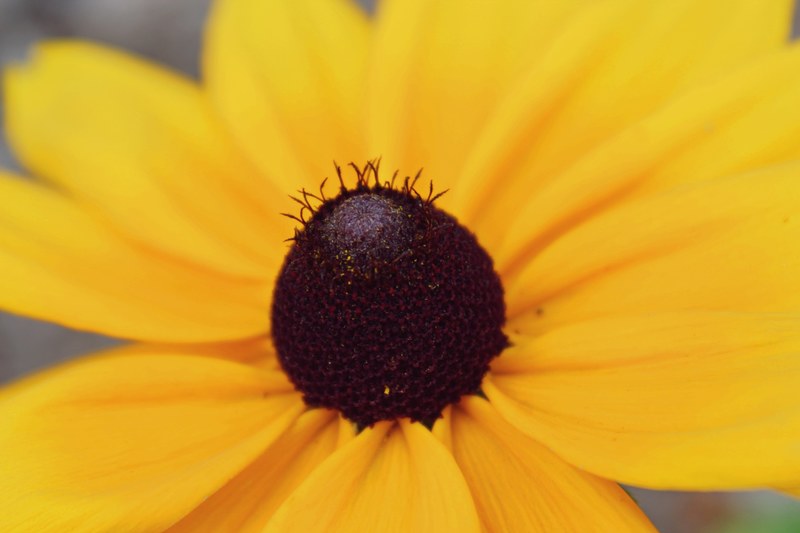 floral blossom bloom and summer 4k
