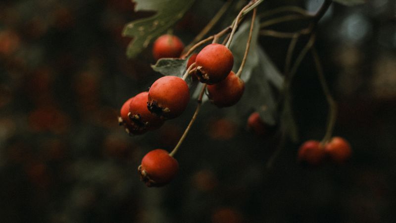 rosehip, bush, plant, 4k