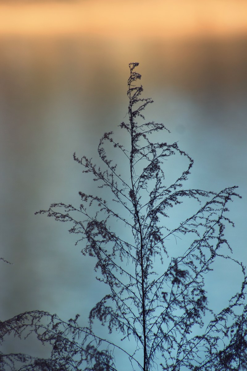 wind blown seed intricate and wispy hd, 4k