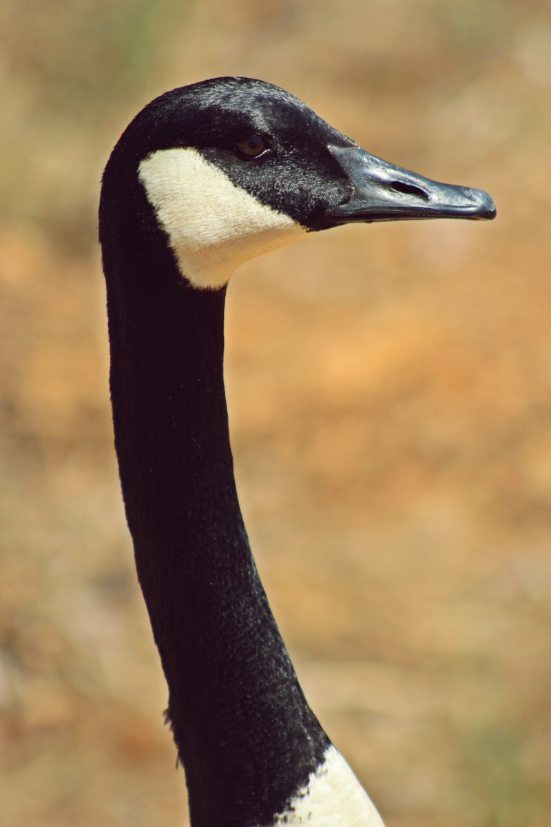 bill beak eye and head hd, 4k