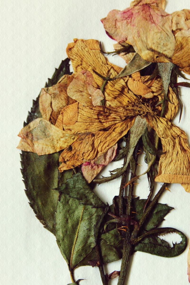 pressed preserved bloom and flower hd, 4k