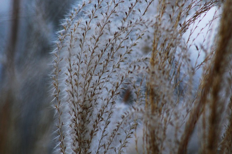 light evening plume and focal point 4k