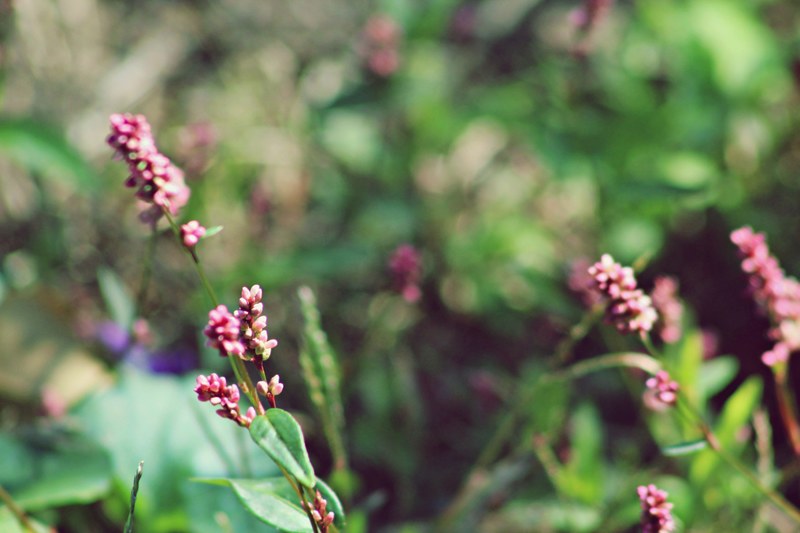 plant leafe roadside and ground cover 4k