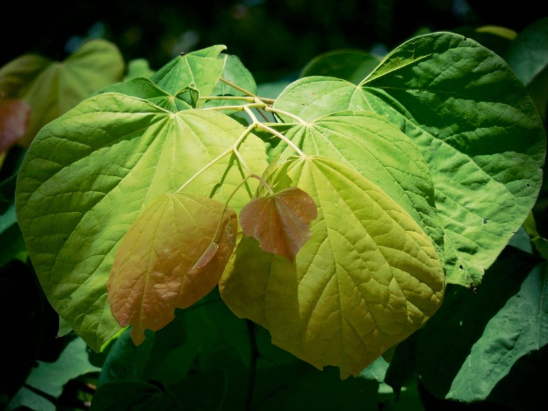 highlight texture heart shaped and foliage 4k
