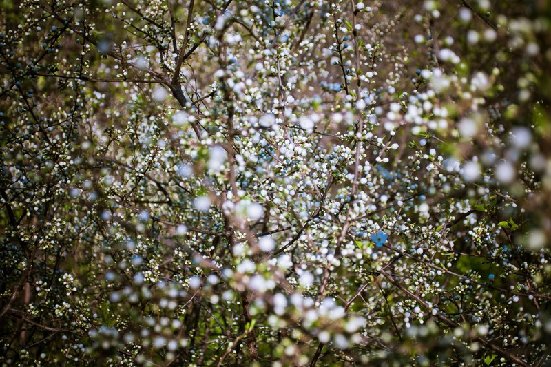 twigs with tiny blossom plants blooming in spring vladimir, twig blossom vladimir 4k