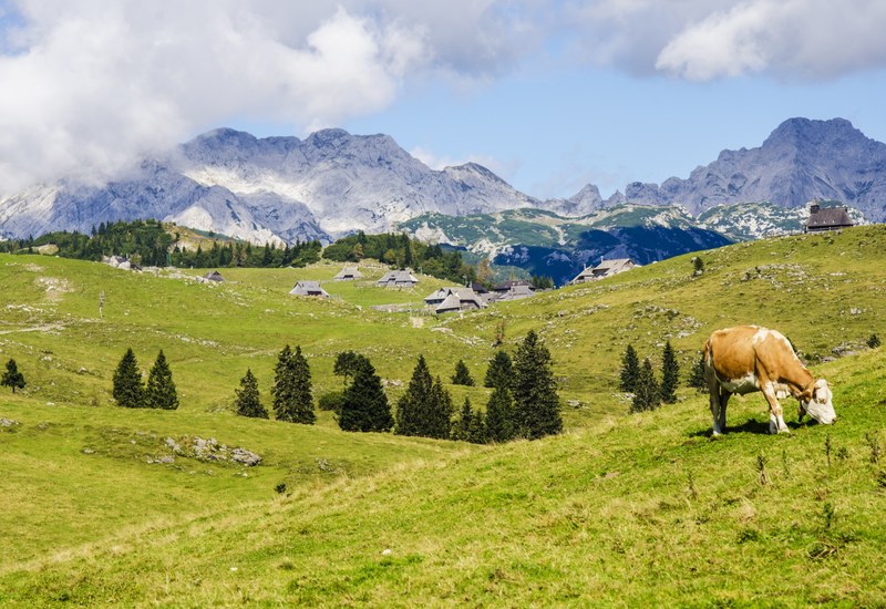 landscape cow pasture and grazing 4k
