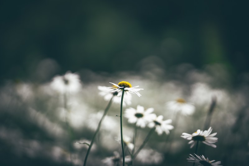 a desaturated blurry shot of a bunch of white daisies, blurry white daisies 4k