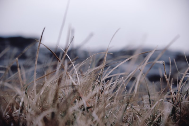 dry dead blades of brown grass in a winter field, dying fields 4k