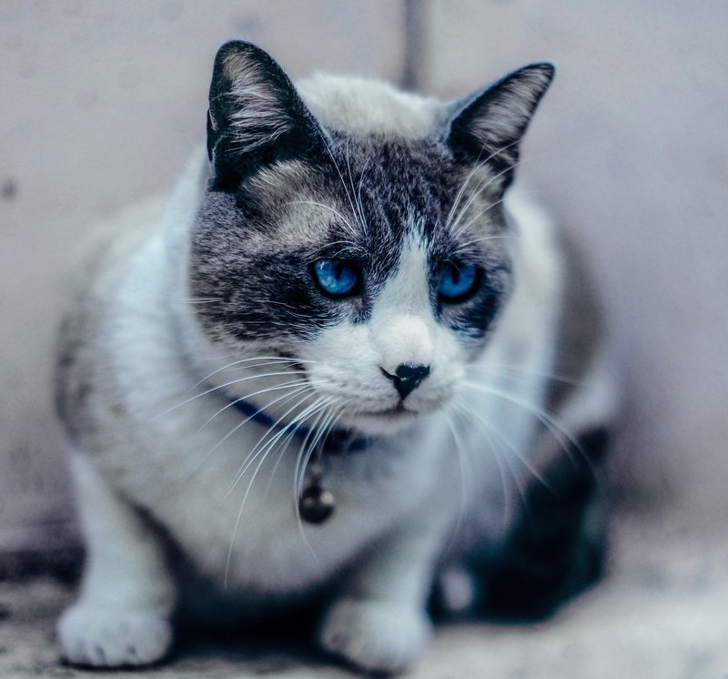 teach the cats 4k