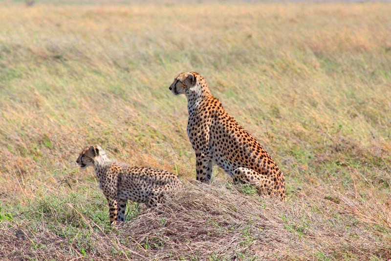 cheetah animal wild and big cat 4k