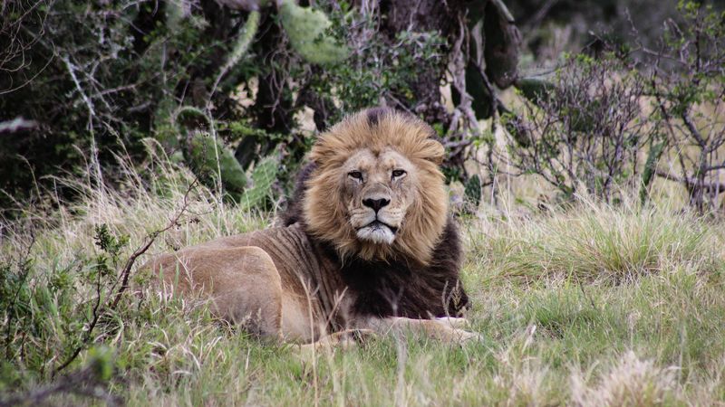 lion, animal, grass, predator, 4k
