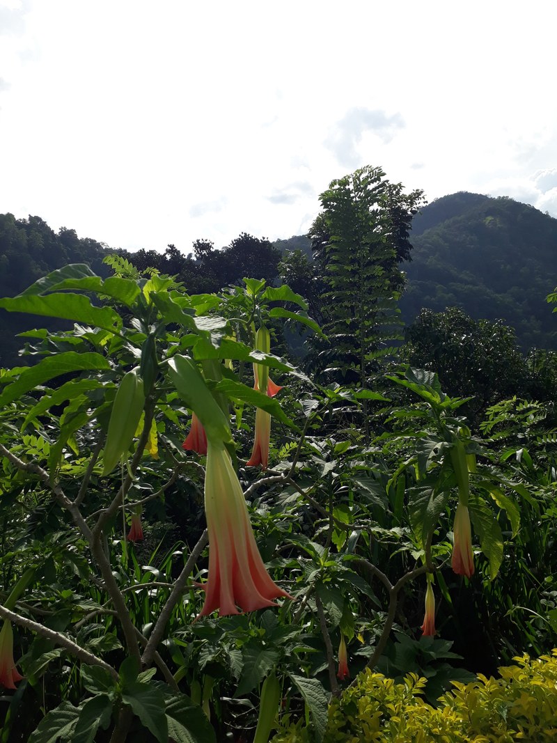 kandy sri lanka 4k