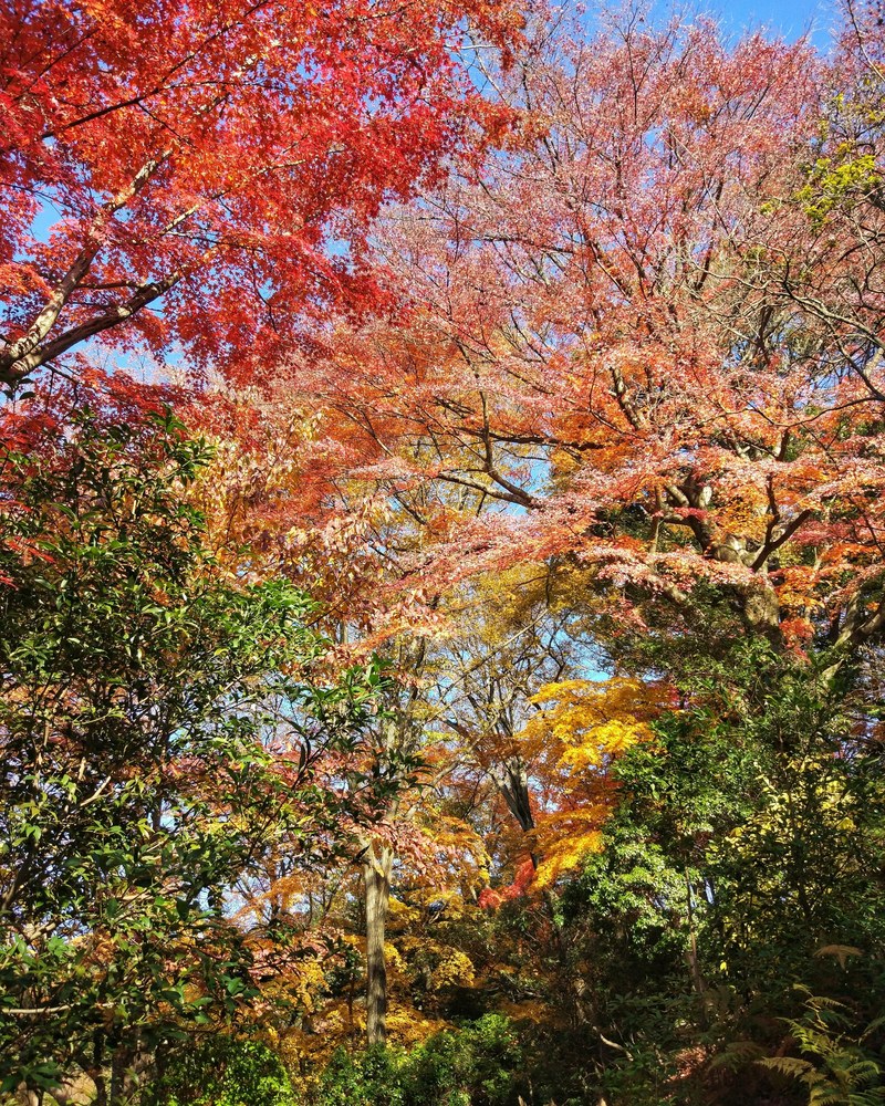 tree colors of nara japan 4k