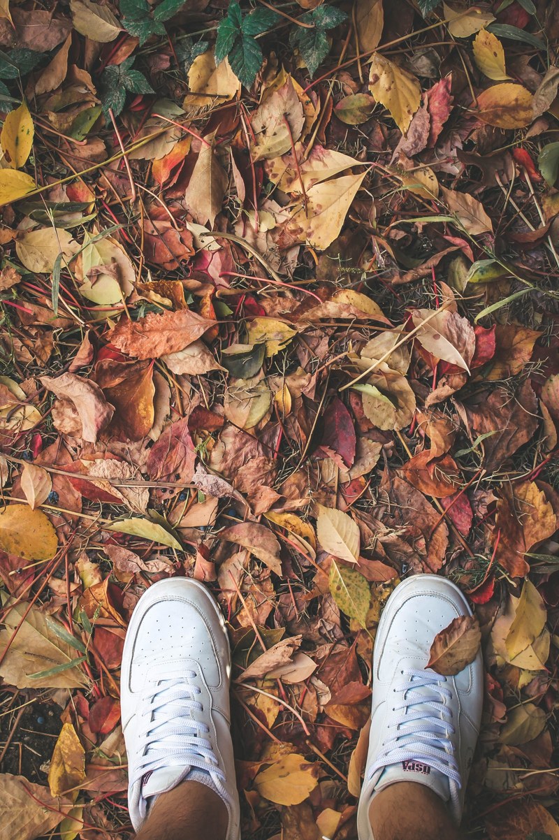 leaf leaves woodland and forest hd, 4k