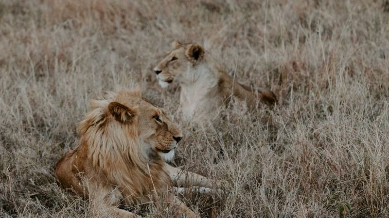 lion, lioness, grass, mountains, 4k