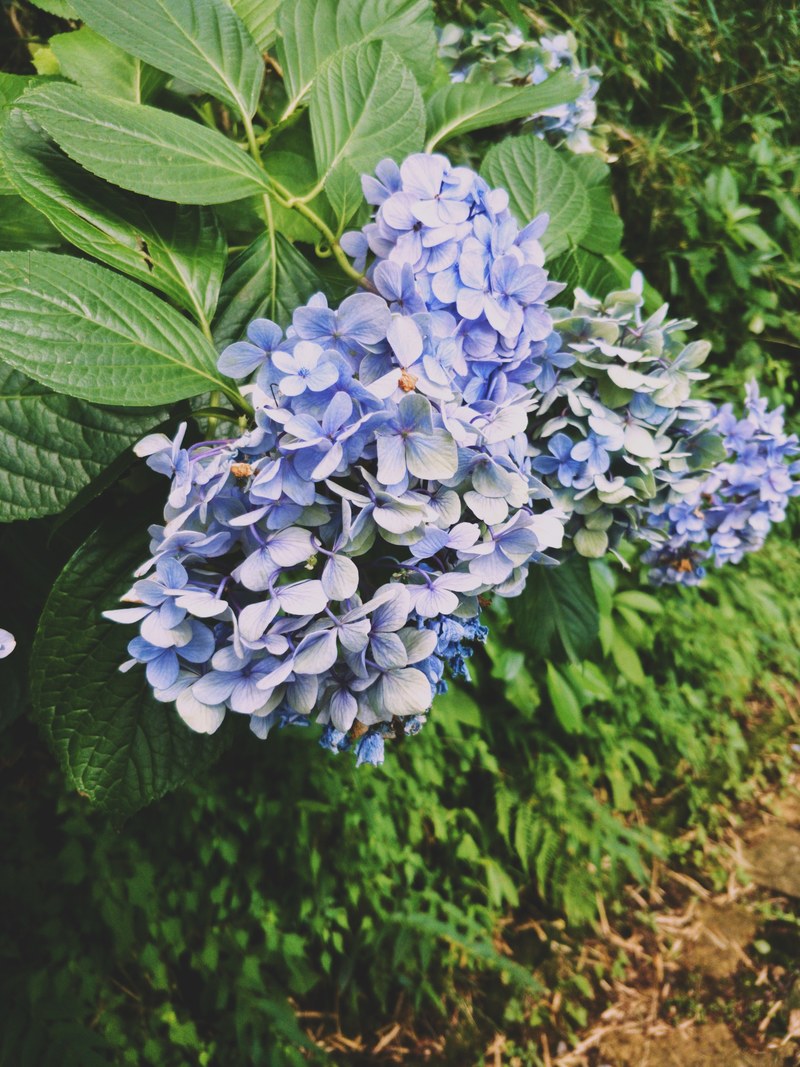 hydrangeas off shore 4k