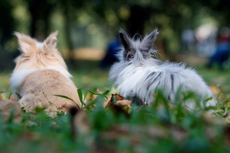 rabbit bunny fur and leaves 4k