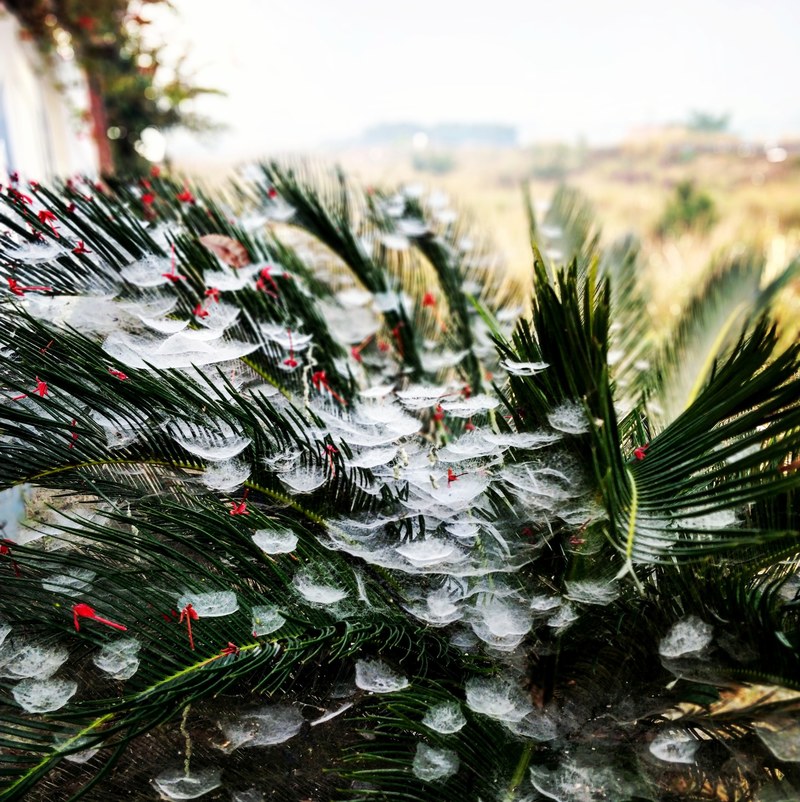 winters morning 4k