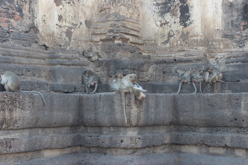 monkey eating lice among sleepy on the temple 4k