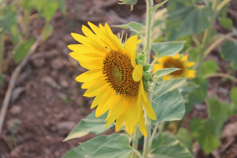 sunflower among them with blur background 4k