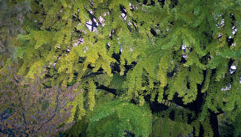 ginko tree in ueno park 4k