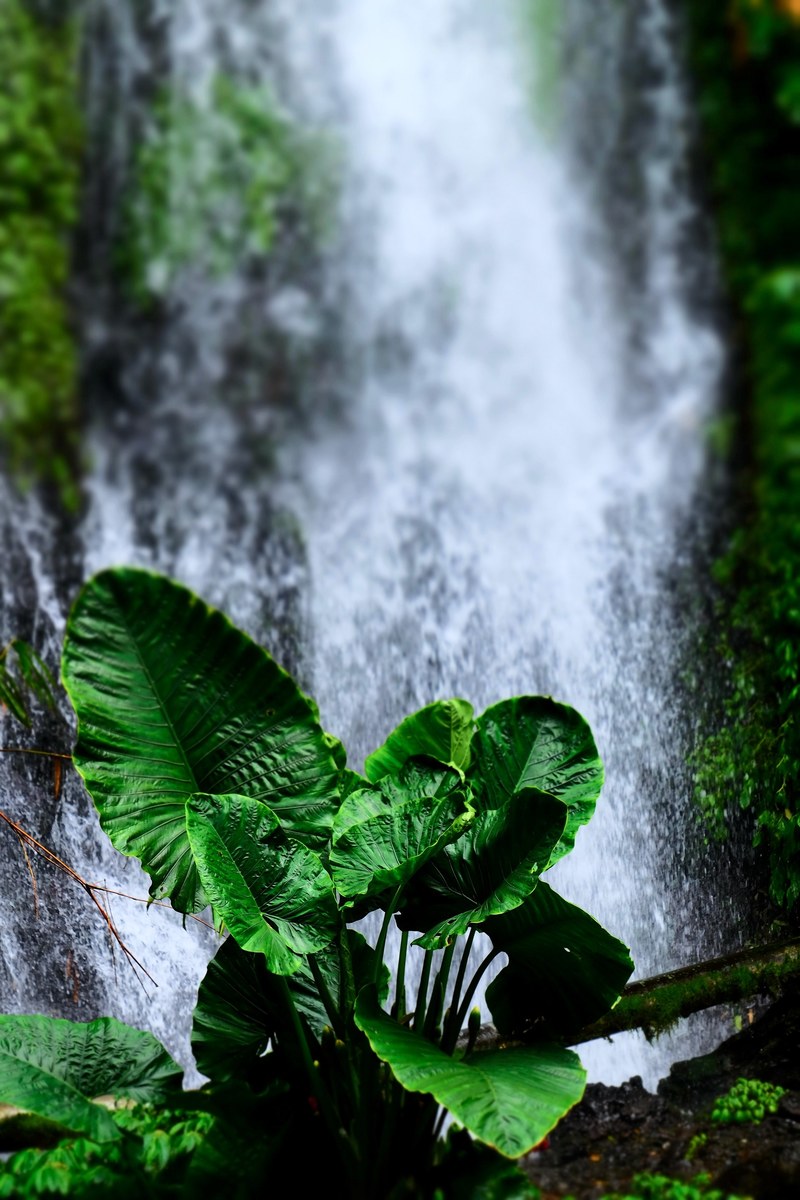green tree 4k