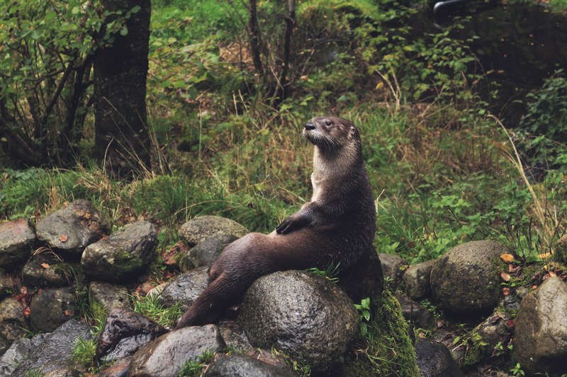 an otter seated comfortably on moist round rocks, fabulous otter on rocks 4k
