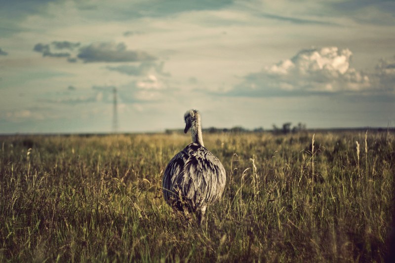a small emu bird in tall dry grass, emu bird strolling through the grass 4k