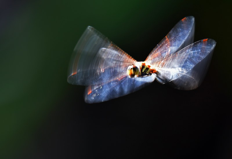 flying dragonfly 4k