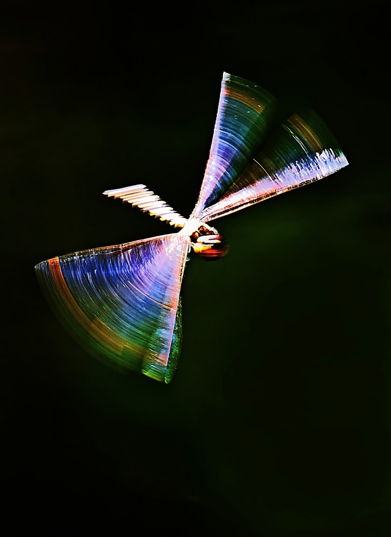 dragonfly flight 4k