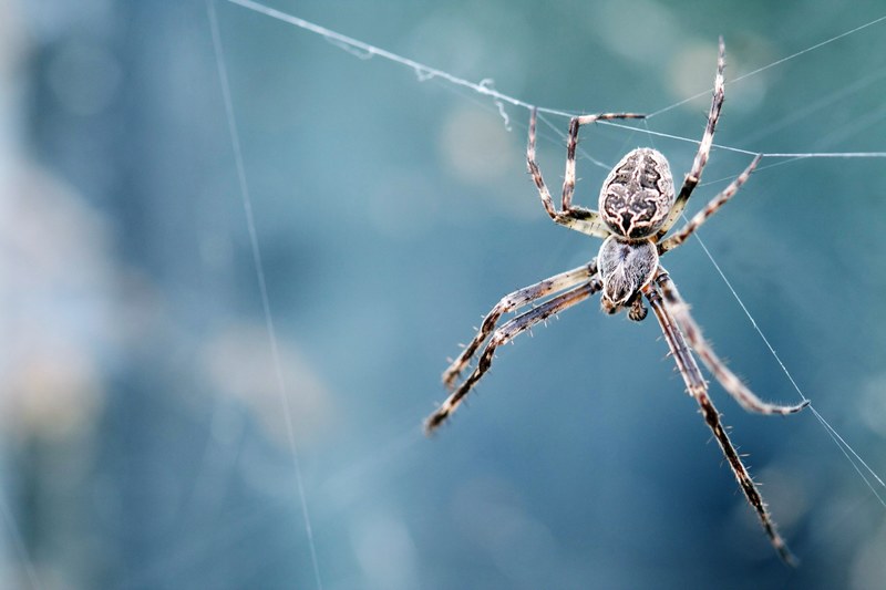 spider web insect and arachnid 4k