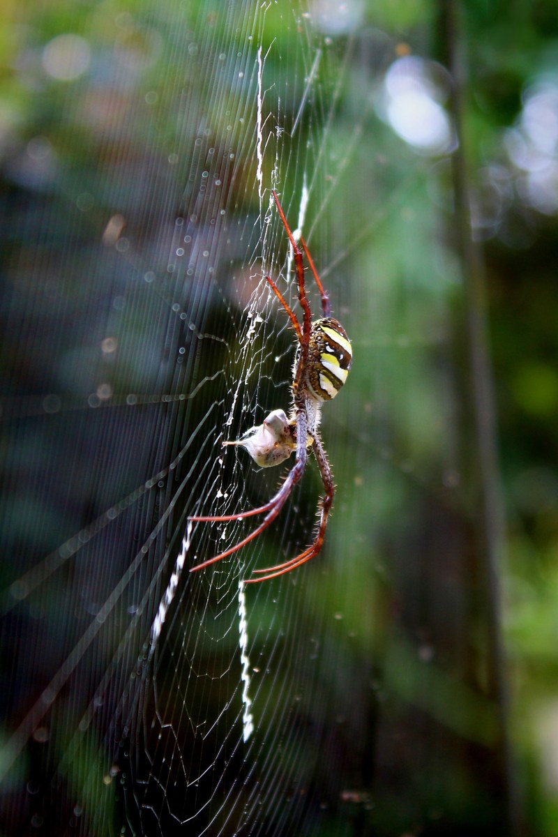 spider with prey 4k