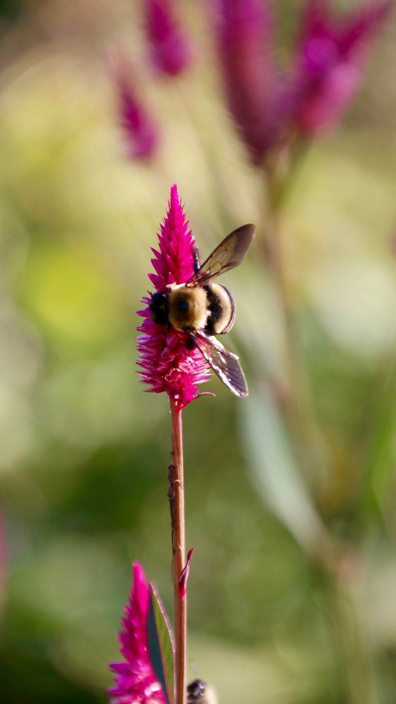 macro insect bee and flower hd, 4k