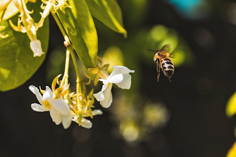 a bee in flight next to a bunch of small white flowers, bee 4k