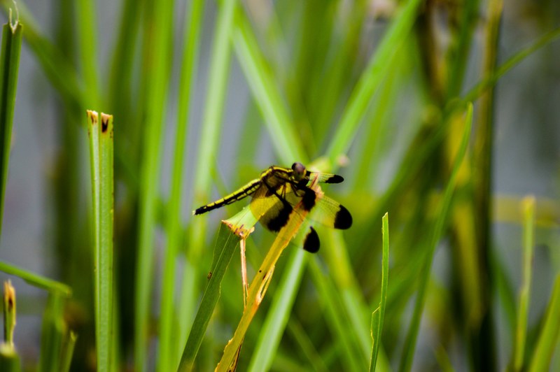 colour of insects 4k