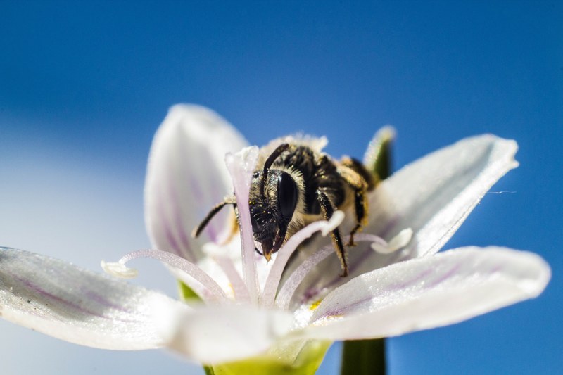 a macro shot of a bee crawling inside a white flower to collect is pollen, bee gathering pollen on a white flower 4k