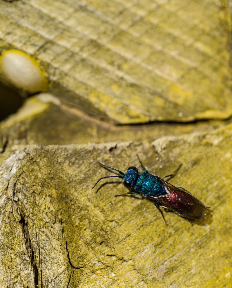 wasp like a jewel 4k