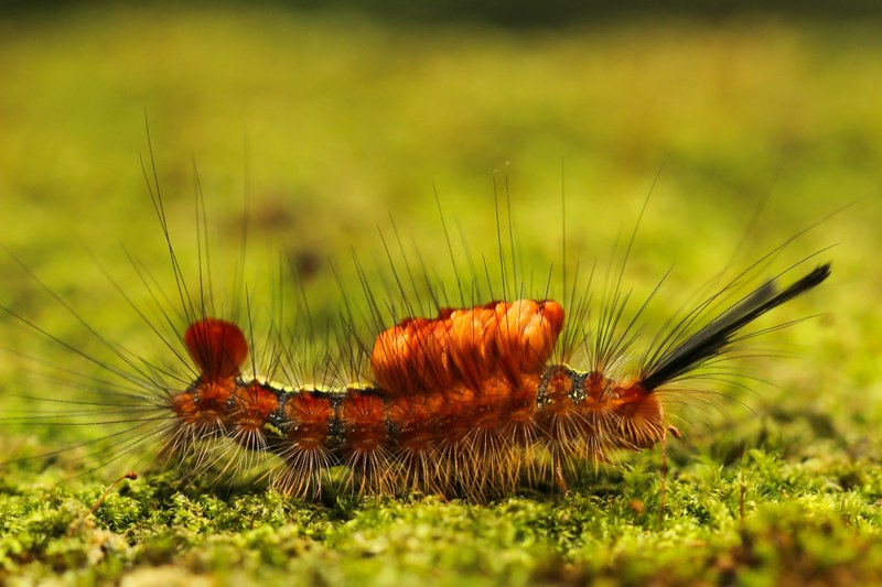 insect animal borisworkshop and taiwan 4k