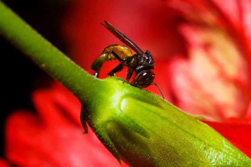 polen nectar color and flor 4k