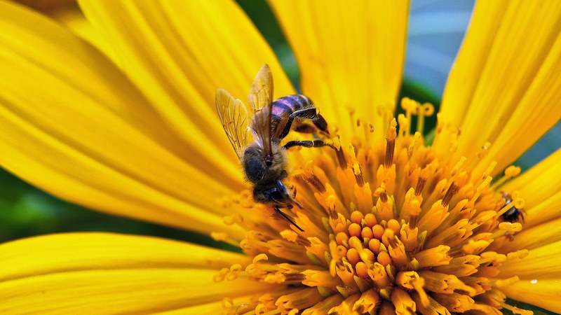 flor polen insecto and amarillo 4k