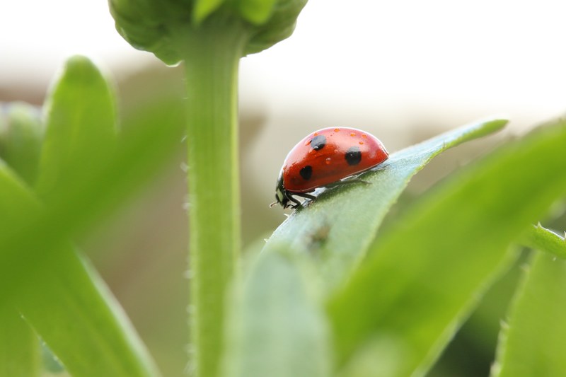 nature insect ladybird and ladybug 4k