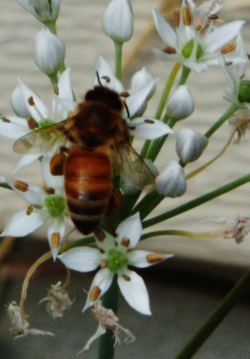 wasp insect and nature photography hd, 4k