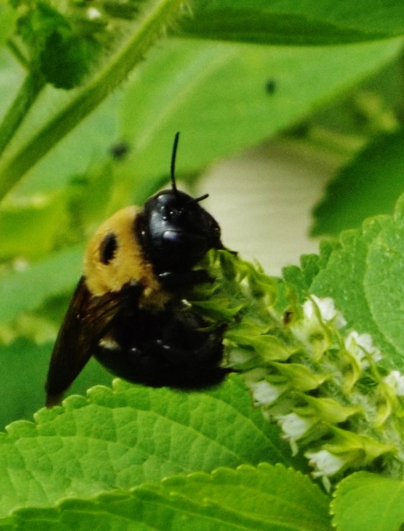 flower bee insect and nature photography hd, 4k