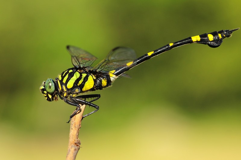 borisworkshop taiwan nature and insect 4k