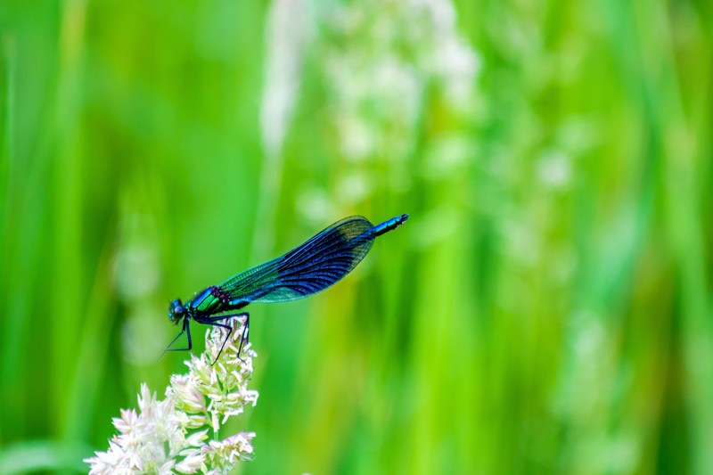 macro of a bright blue dragonfly resting on flowers against tallgrass, blue dragonfly on flowers 4k