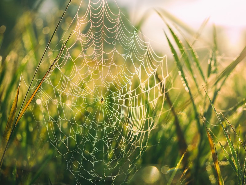 web spider spider web and grass 4k