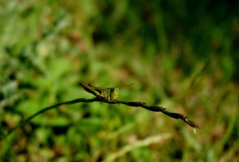 a macro shoot of a green grasshopper sitting on an arched blade of grass, grasshopper on a blade of grass 4k