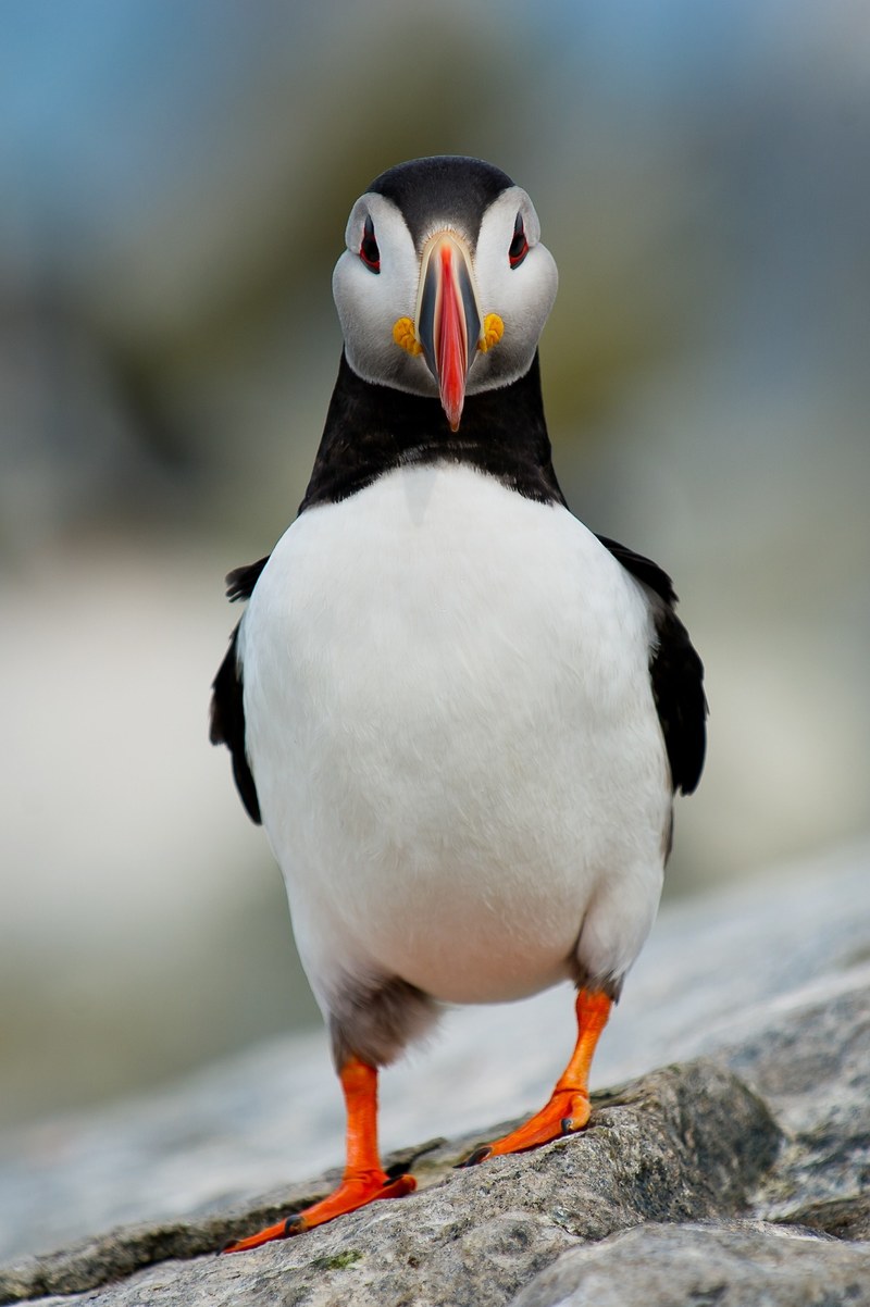puffin stare down 4k