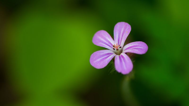flower, purple, petals, macro, 4k